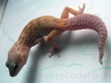 Patternless Image 1