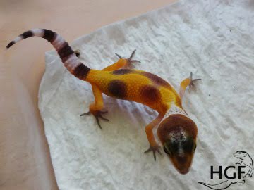Tangerine poss SHT Image 1