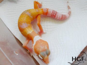 ТTA poss Sunglow Image 0