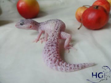 IRBIS het RAPTOR Image 3