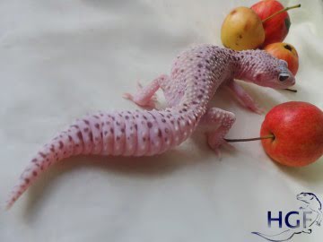 IRBIS het RAPTOR Image 2