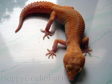 RAPTOR Image 7