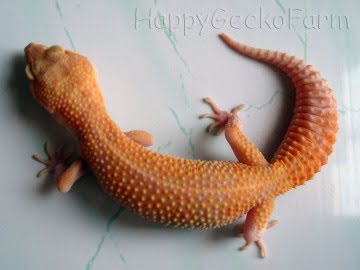 RAPTOR Image 6