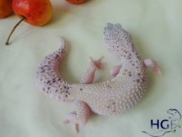 Проект IRBIS (het RAPTOR) Image 4
