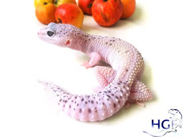 Проект IRBIS (het RAPTOR) Image 2