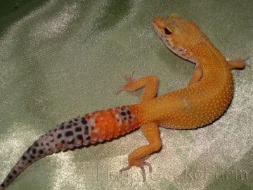 SHT Image 0