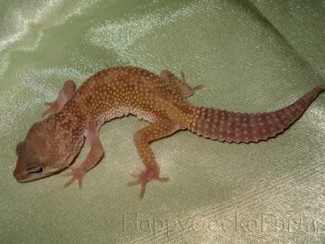 Patternless Image 0
