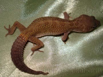 Patternless Image 0