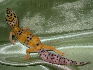 W&Y Hypo Tangerine Image 2