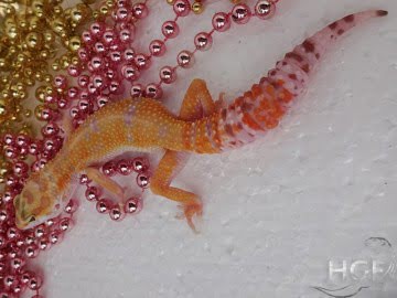 Tangerine Tremper Albino Image 4