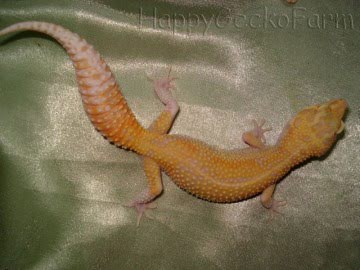RAPTOR Image 5