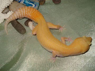 RAPTOR RE Image 3