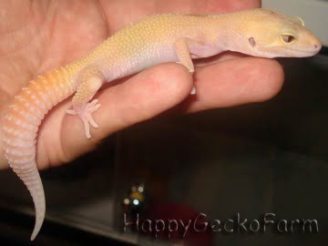 RAPTOR Snake Eyes Image 4