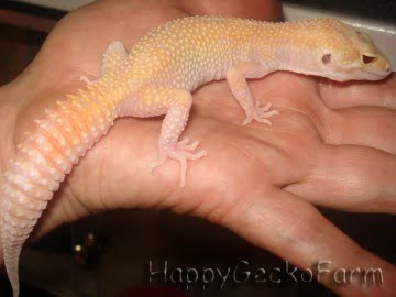 RAPTOR Image 0