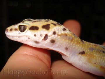 W&Y Hypo Tangerine Image 0