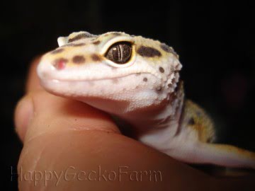 W&Y Hypo Tangerine Image 1
