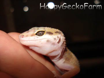 Hypo Tangerine Image 2