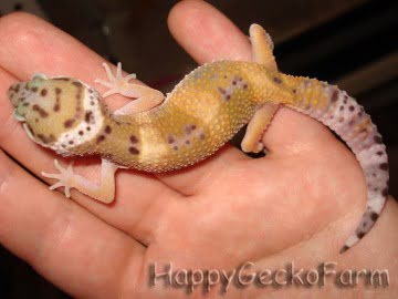 W&Y Hypo Tangerine Image 2