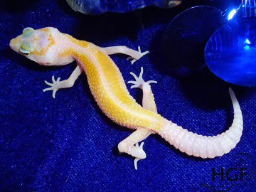Sunglow Enigma Image 4