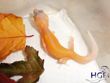 RAPTOR Image 1