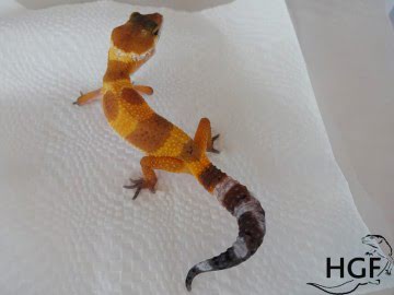Tangerine poss SHT Image 1