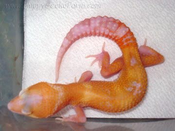 RAPTOR Snake Eyes Image 2