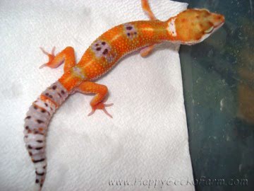 Tangerine poss Emerald Image 1