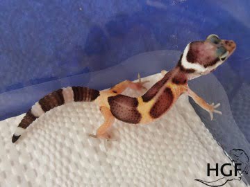 Tangerine het Bell Image 0