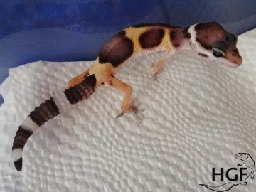Tangerine het Bell Image 1