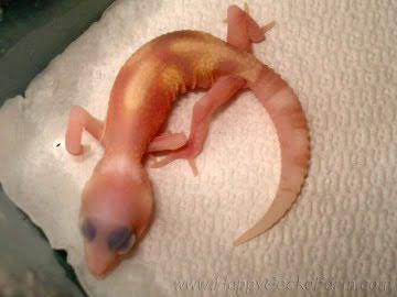 RAPTOR Ruby Eyes Image 1