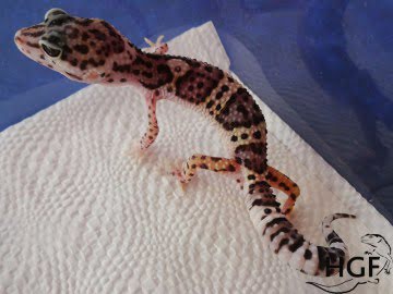 Mack Snow  het BA