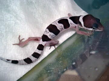 Mack Snow Image 1