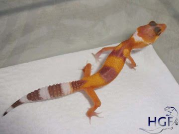 TTA poss Sunglow Image 1