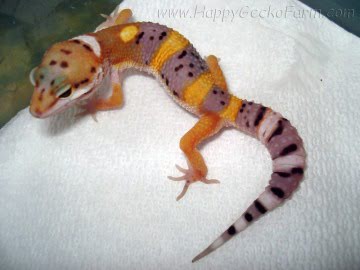 W&Y х SHT Image 1
