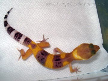 Tangerine poss SHT Image 1