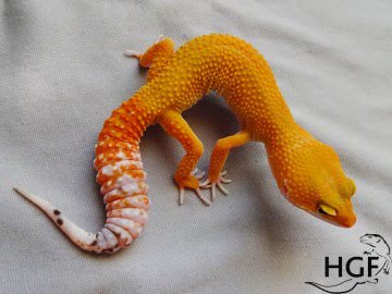 SHT Image 0