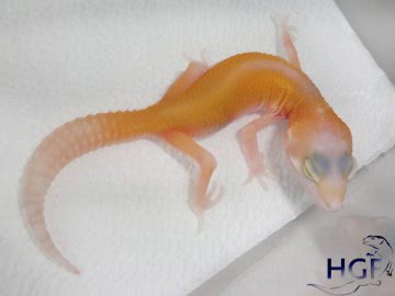RAPTOR Image 0