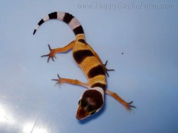 SHT poss Electric Image 6