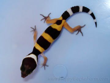 SHT poss Electric Image 2
