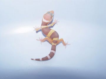 Sunglow het RAPTOR