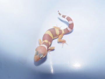 Sunglow het RAPTOR