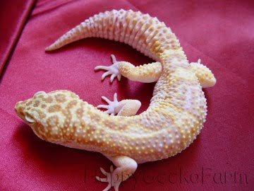 Banded RAPTOR Snake Eyes Image 1