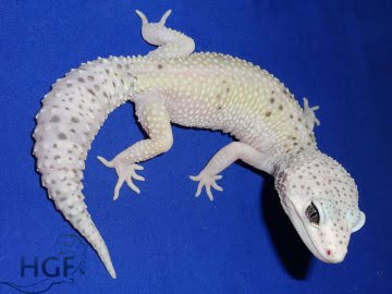 Проект IRBIS (het RAPTOR) Image 0