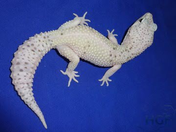 Проект IRBIS (het RAPTOR) Image 1