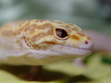 Banded RAPTOR Snake Eyes