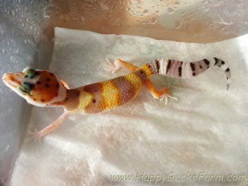 Tangerine poss SHT Image 3