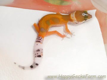 Tangerine poss SHT Image 3