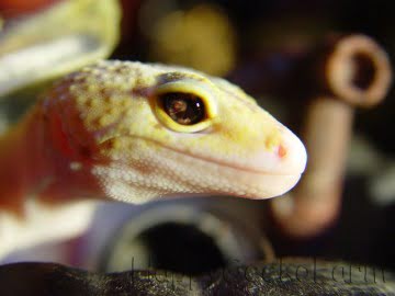RAPTOR (Marble Eye?) Image 4