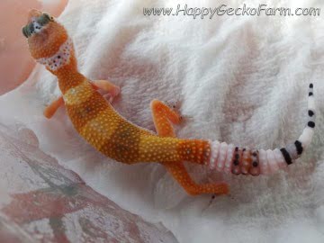 Tangerine poss SHT Image 0