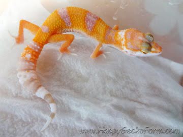 Sunglow poss Electric Image 5